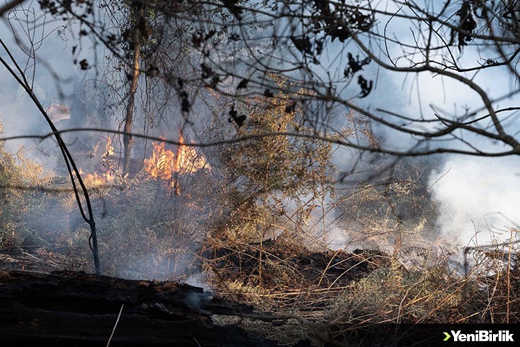 Fransa'nın güneyindeki yangın 700 hektar alanı kül etti