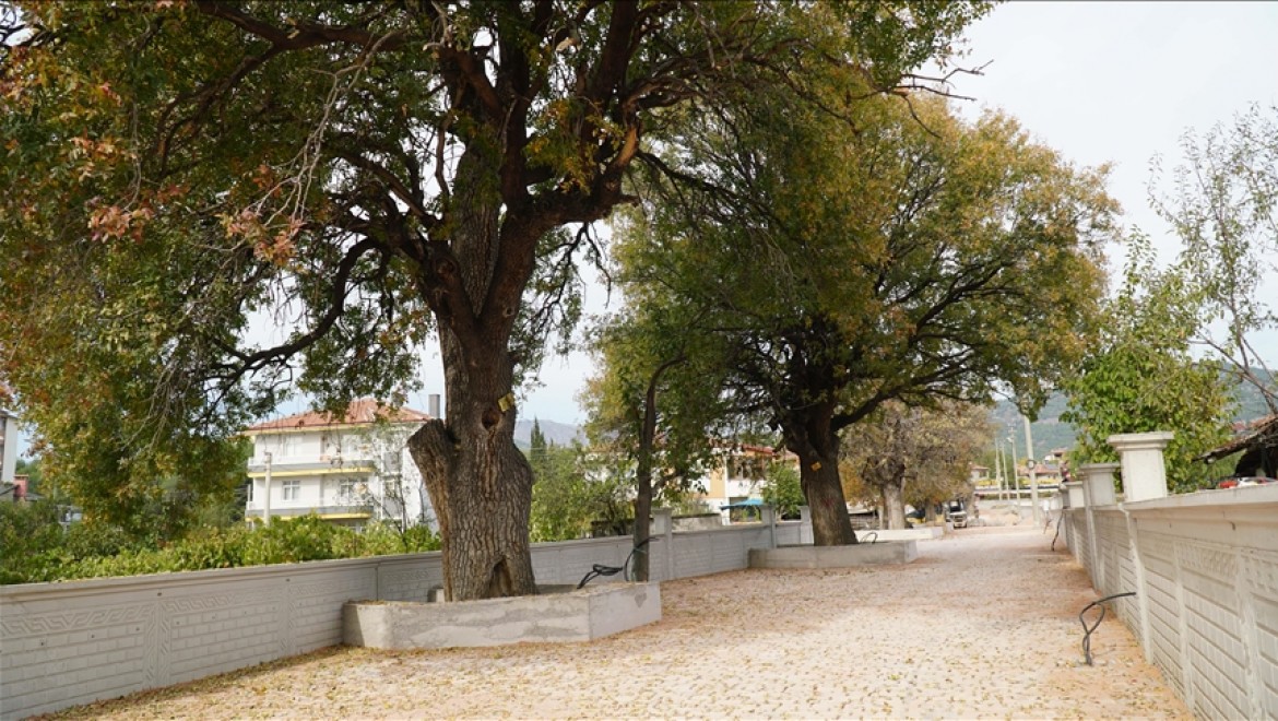 Çorum'da koruma altındaki 15 menengiç ağacının bulunduğu sokak yeniden düzenleniyor