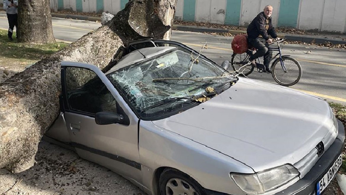Sakarya'da şiddetli lodosta devrilen ağaç otomobillere zarar verdi