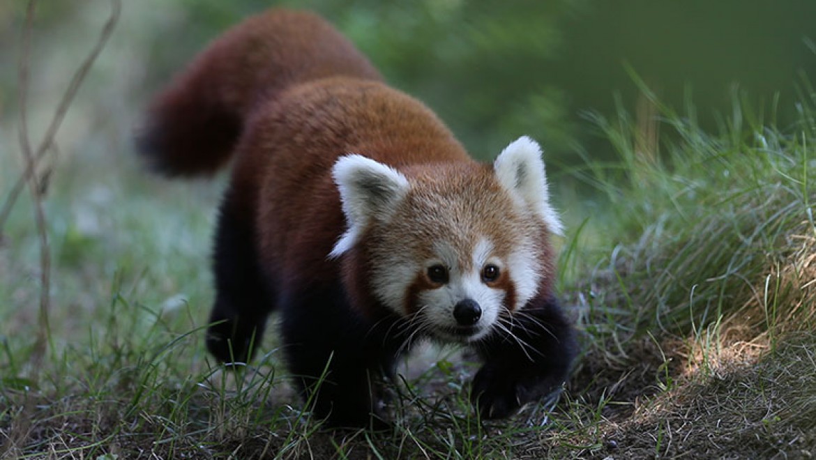Uluslararası Kırmızı Panda Günü'nde Böyle Görüntülendiler