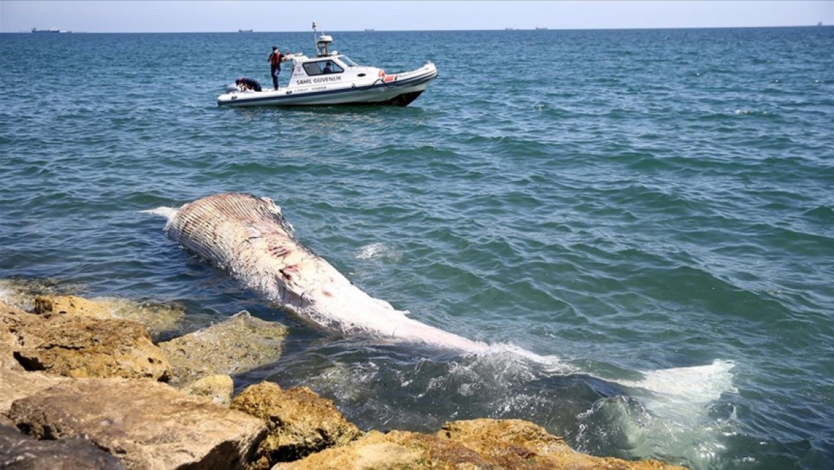 Mersin sahiline 8 metrelik oluklu balina vurdu