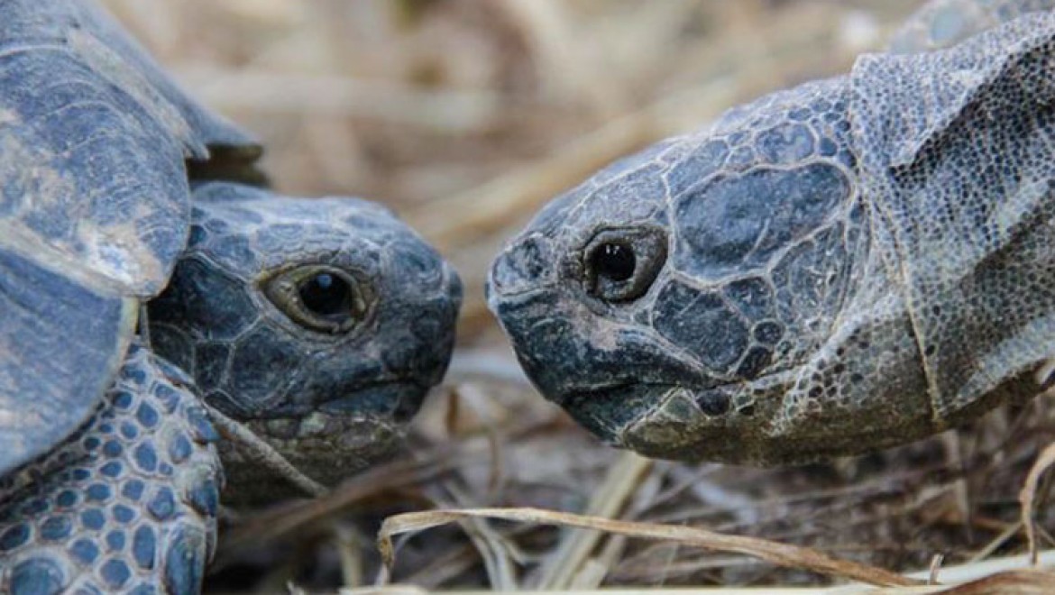 Konaklar köyünün sevimli misafirleri: 'Kara kaplumbağaları'