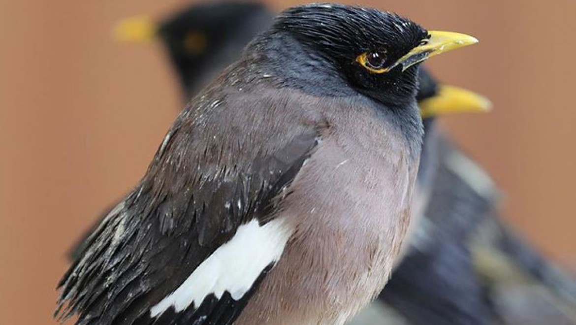 Van'da ticareti yasak 75 çiğdeci kuşu ele geçirildi