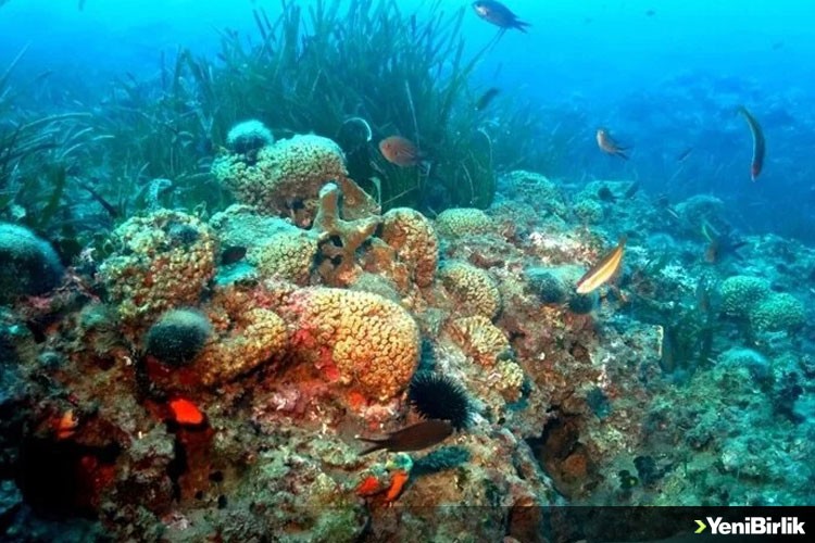 İklim krizi nedeniyle mercanlar yok olma tehlikesi altında