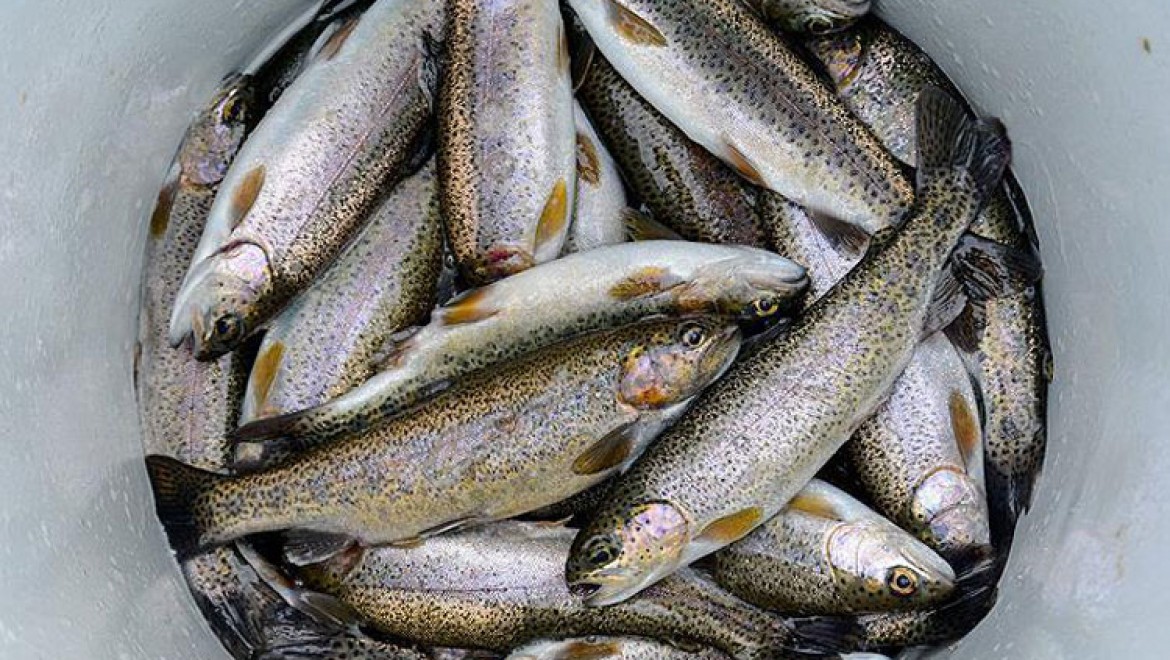 Denizi olmayan kentte yıllık balık üretimi 4,7 bin ton