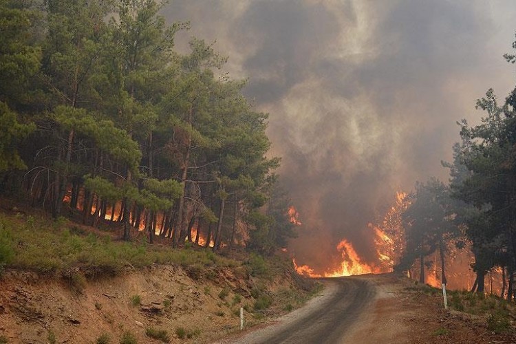 Honduras'ta bu yıl orman yangınlarında 78 bin 600 hektar alan kül oldu