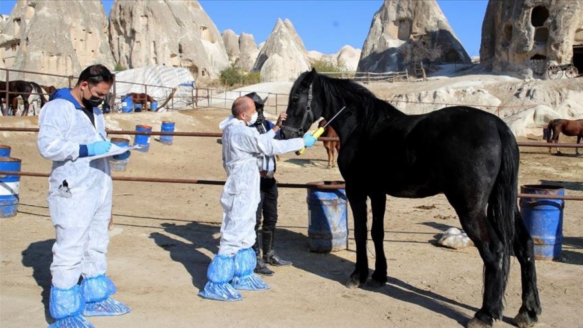 'Güzel atlar ülkesi' Kapadokya'nın atlarına mikroçip takılıyor