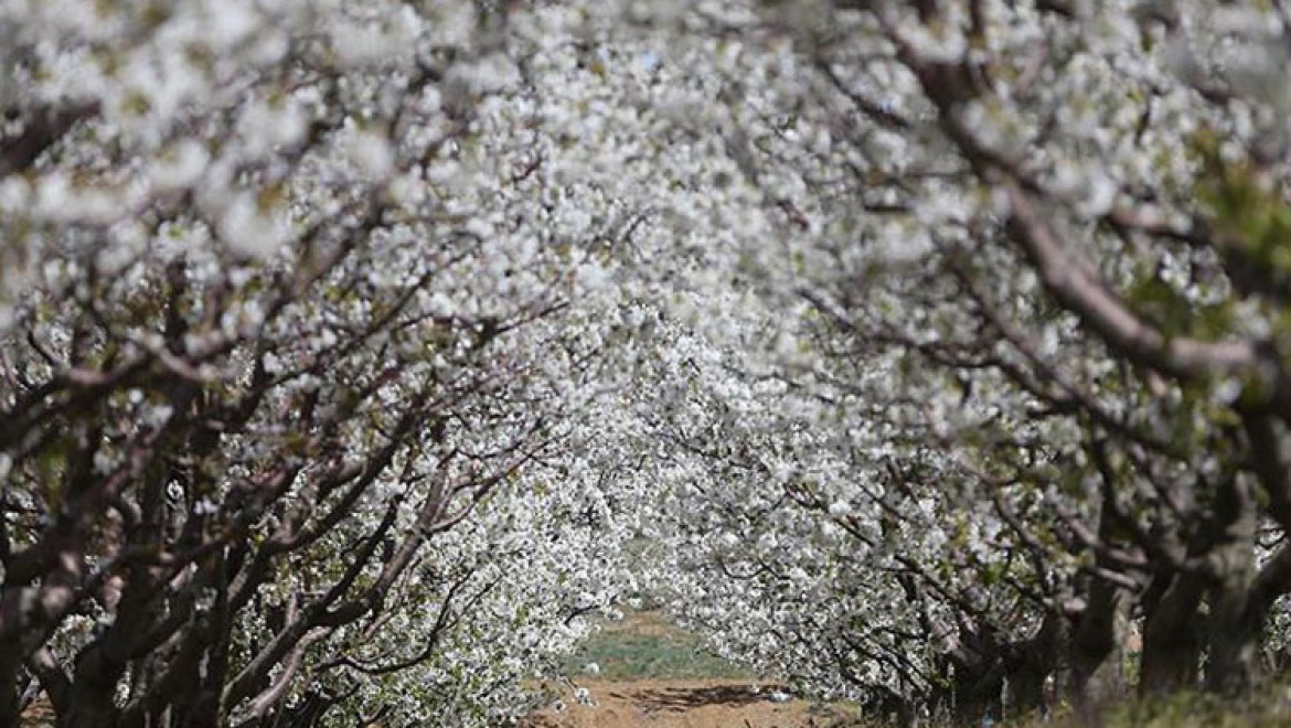 Kiraz Ağaçları Beyaz Çiçekleriyle Görsel Şölen Sunuyor