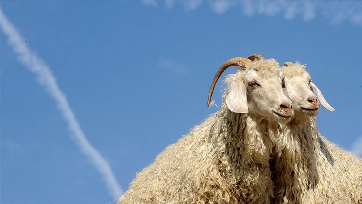 Ankara keçisi varlığı 10 yılda iki kattan fazla arttı