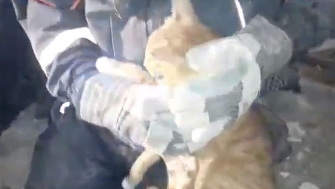İzmir'de enkazın altında kalan kedi kurtarıldı