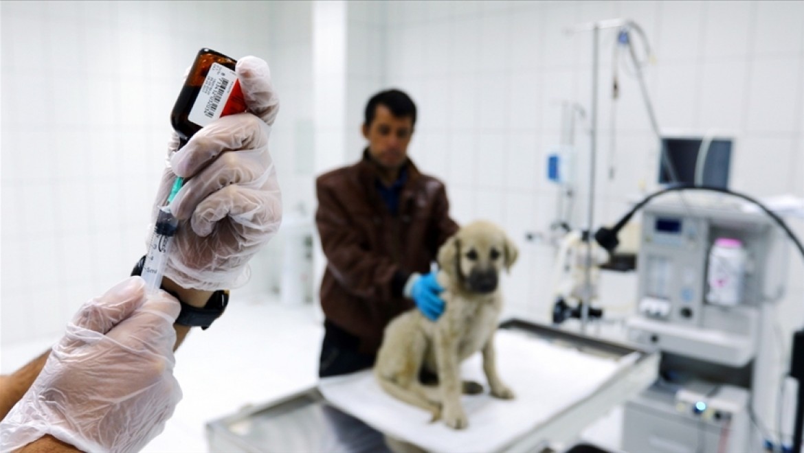 Van'da bir yılda sokakta yaşayan 10 bin hayvan belediye ekiplerince tedavi edildi