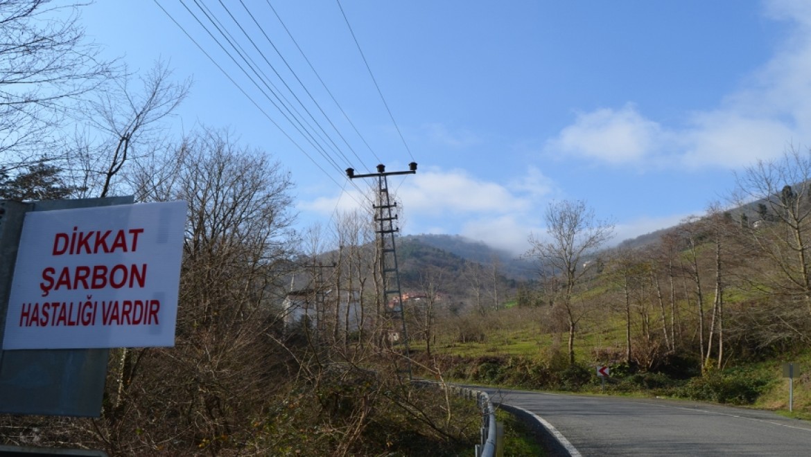 Trabzon'da Şarbon Alarmı