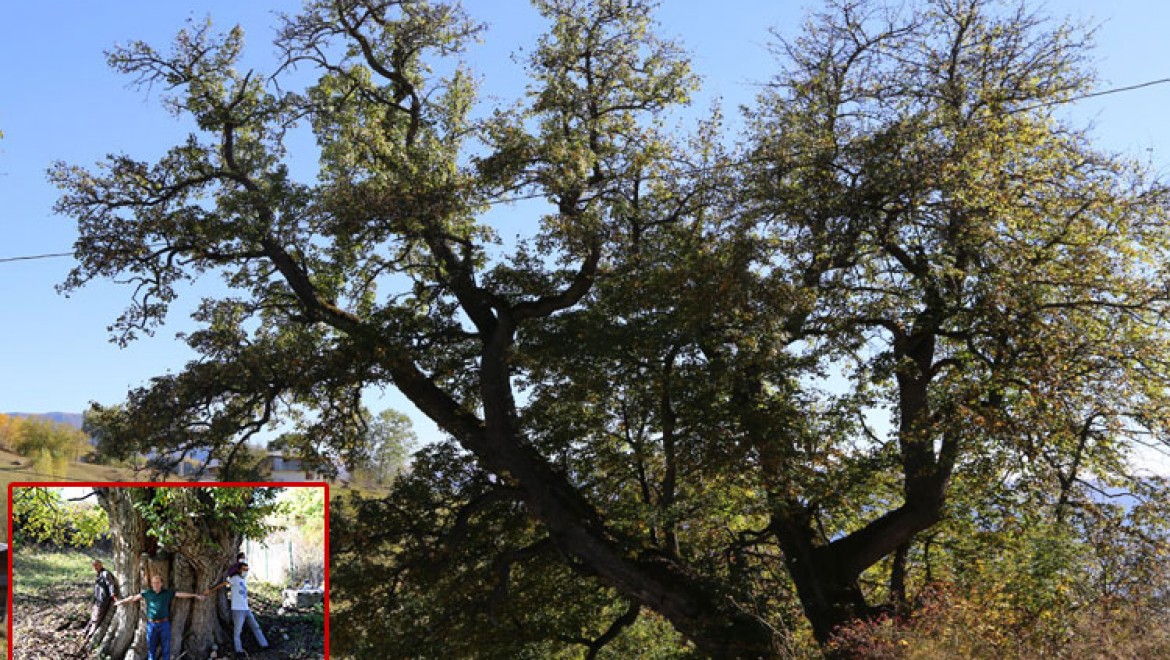 2 bin yaşında armut ağacı