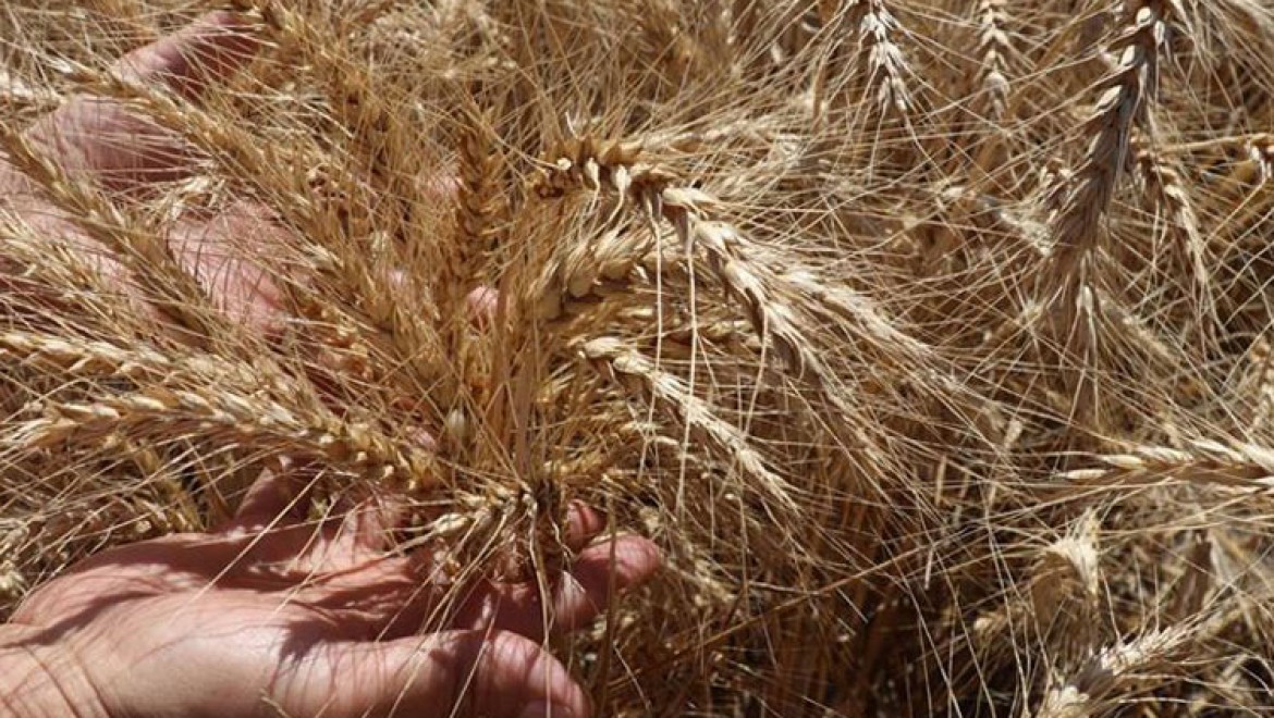 Doğu Akdeniz Tarımsal Araştırma Enstitüsünden 10 yeni tohum çeşidi