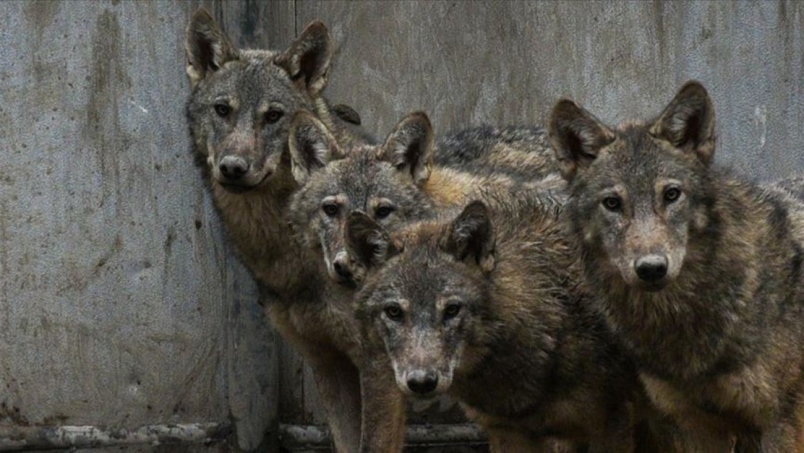 Mehmetçiğin dağda bulduğu kurt yavrularının Kars'taki tedavisi sürüyor