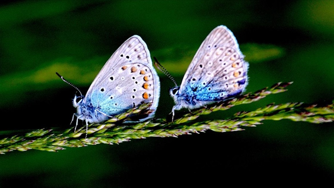 Sarıkamış'ta mavi, kızıl ve kahverengi kelebekler renk cümbüşü oluşturuyor
