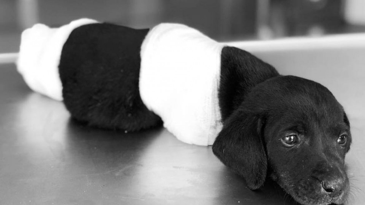 Bunu Yapan İnsan Olamaz: 4 Ayağı Kesilen Yavru Köpek Kurtarılamadı