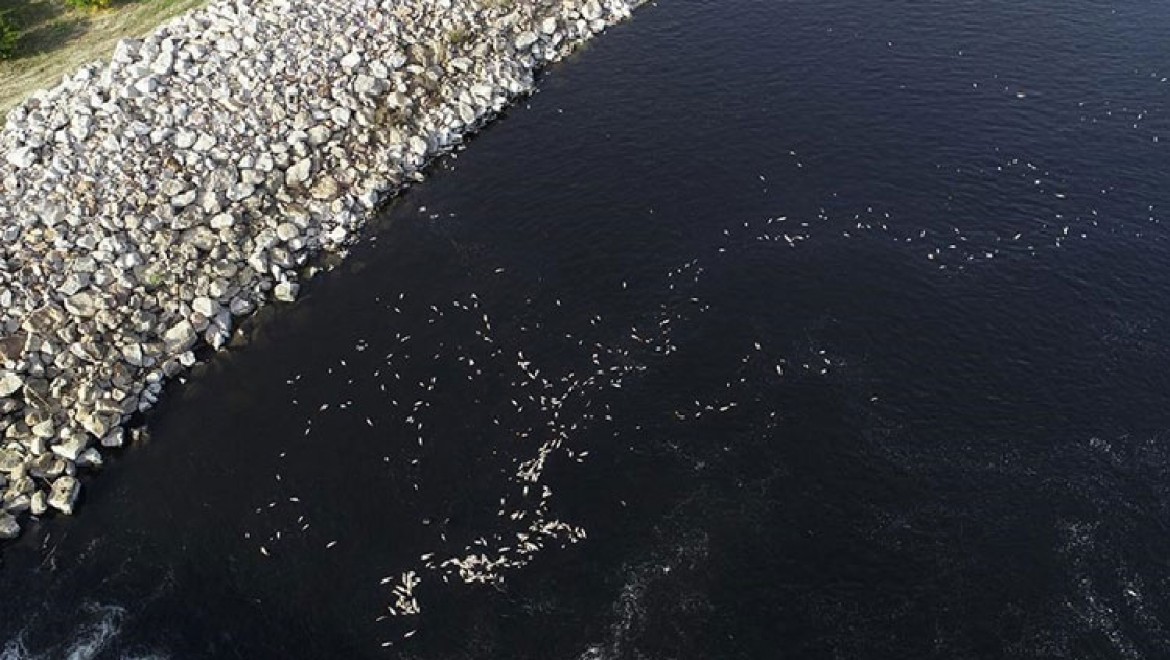 Ceyhan Nehri'nde görülen balık ölümlerinin nedeni araştırılıyor