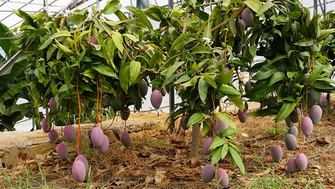 Antalya'da mango hasadı başladı
