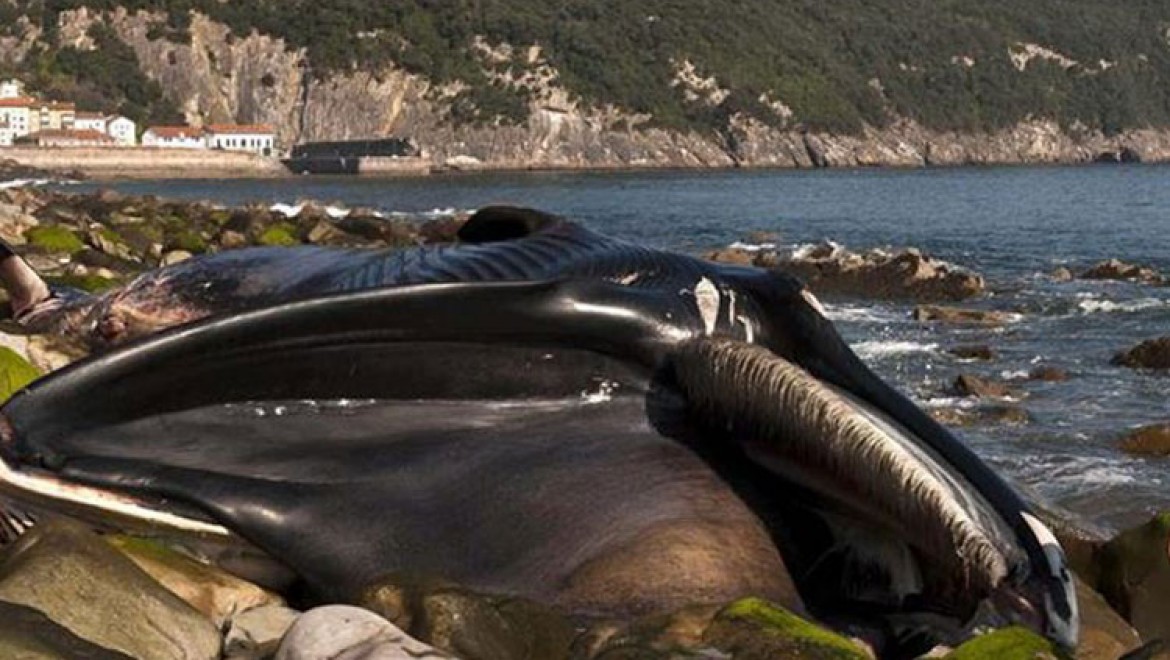 Avustralya'da sığ sularda mahsur kalan balinalardan en az 90'ı öldü