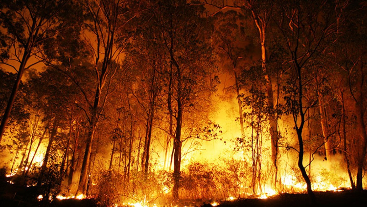 Türkiye'de yanan orman alanlarının %98'i insan kaynaklı