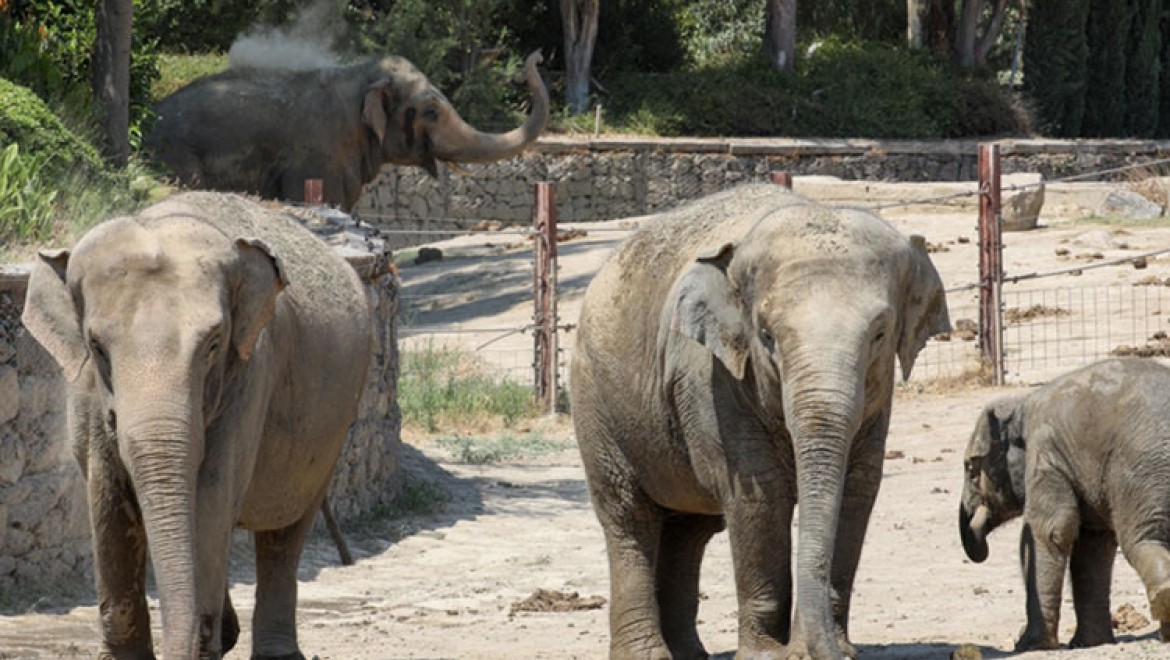 Türkiye'nin ilk fil ailesine İzmir Doğal Yaşam Parkı'nda özenle bakılıyor