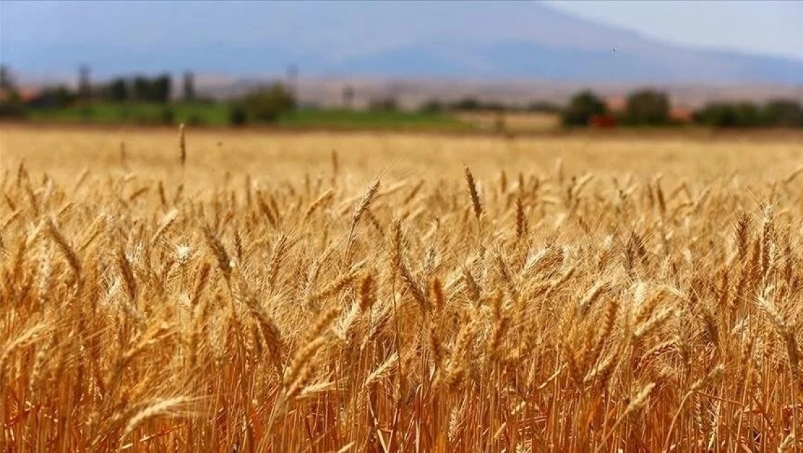 ​Türk buğday sektörü için kapsamlı yol haritası