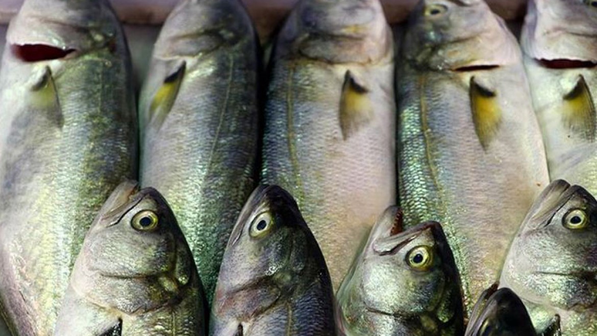 Lüfer Marmara'da balıkçının yüzünü güldürmeye başladı