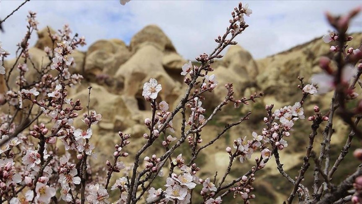 Çiçek açan kayısı ve badem ağaçları Kapadokya'ya renk kattı