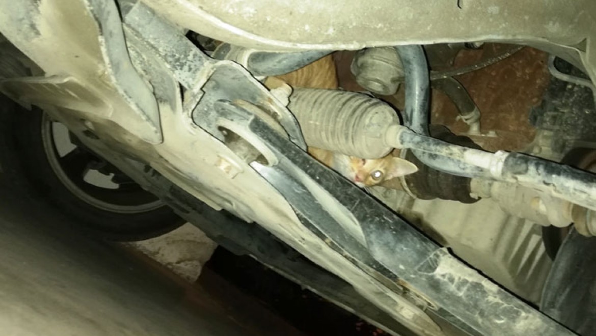 Sıcaktan bunalan yavru kedi aracın motoruna sıkıştı