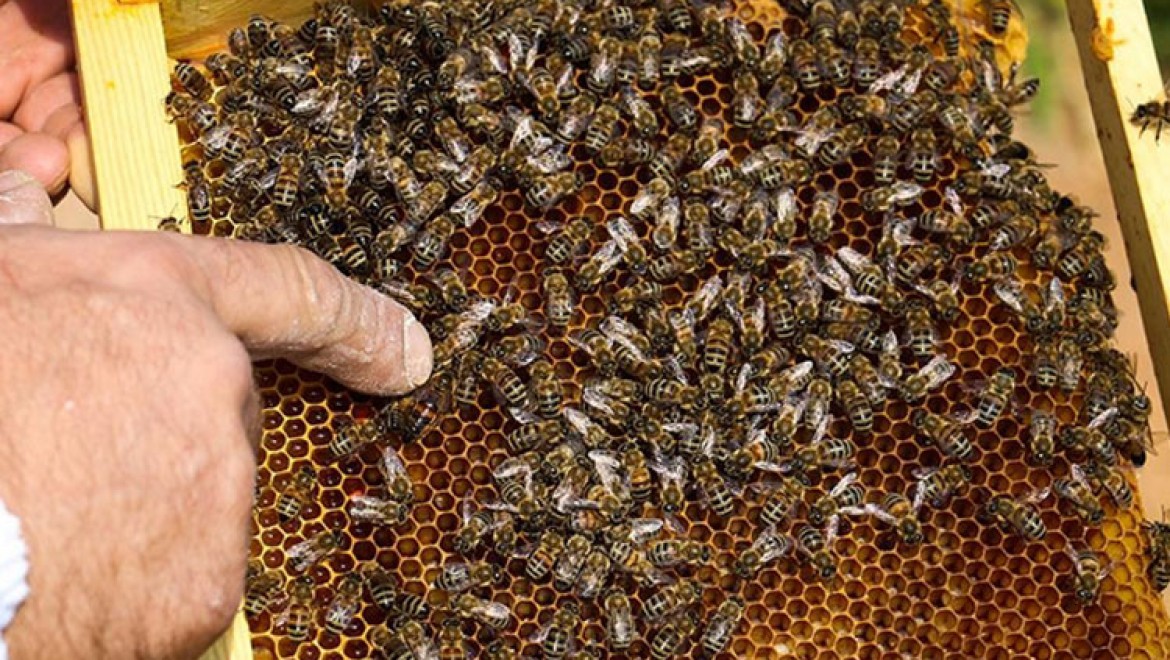İklim şartları ve gal arısı, tescilli Kastamonu kestane balında rekolteyi düşürdü
