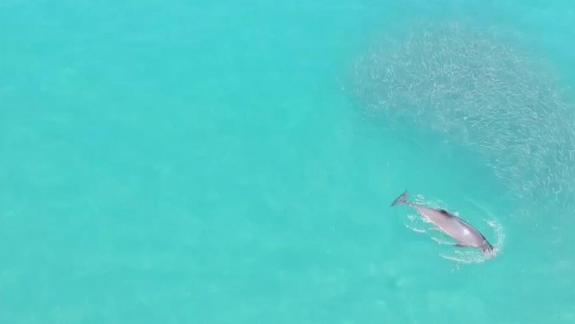 Yunusların Balık Kovalamacası Drone İle Görüntülendi