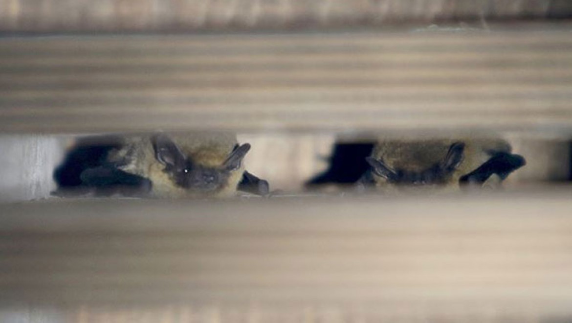 20 yıldır yarasalar üzerinde çalışan biyologdan 'yarasaları öldürmeyin' uyarısı