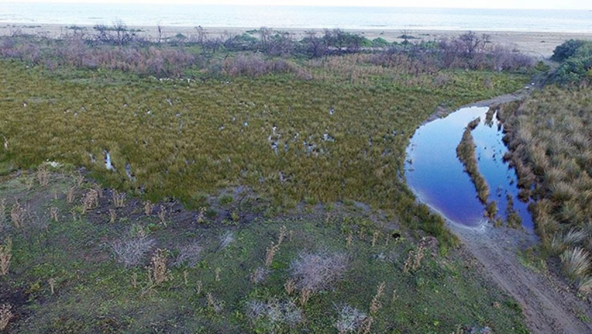 Kızılırmak Deltası'nda yanan alanlar 1 yılda doğal yapısına kavuştu