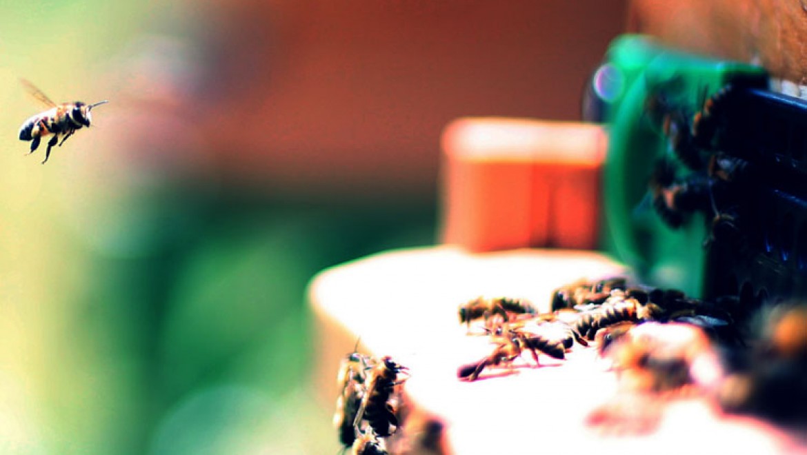 Düzce'deki araştırma merkezinde "arı zehri"nin epilepsi tedavisinde etkisi ortaya kondu