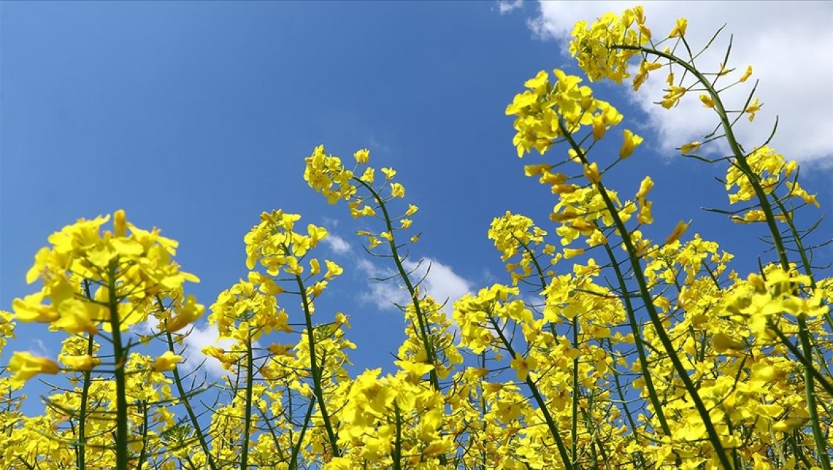 Tekirdağ'da kanola tarlaları kente 'sarı bahar'ı yaşatıyor