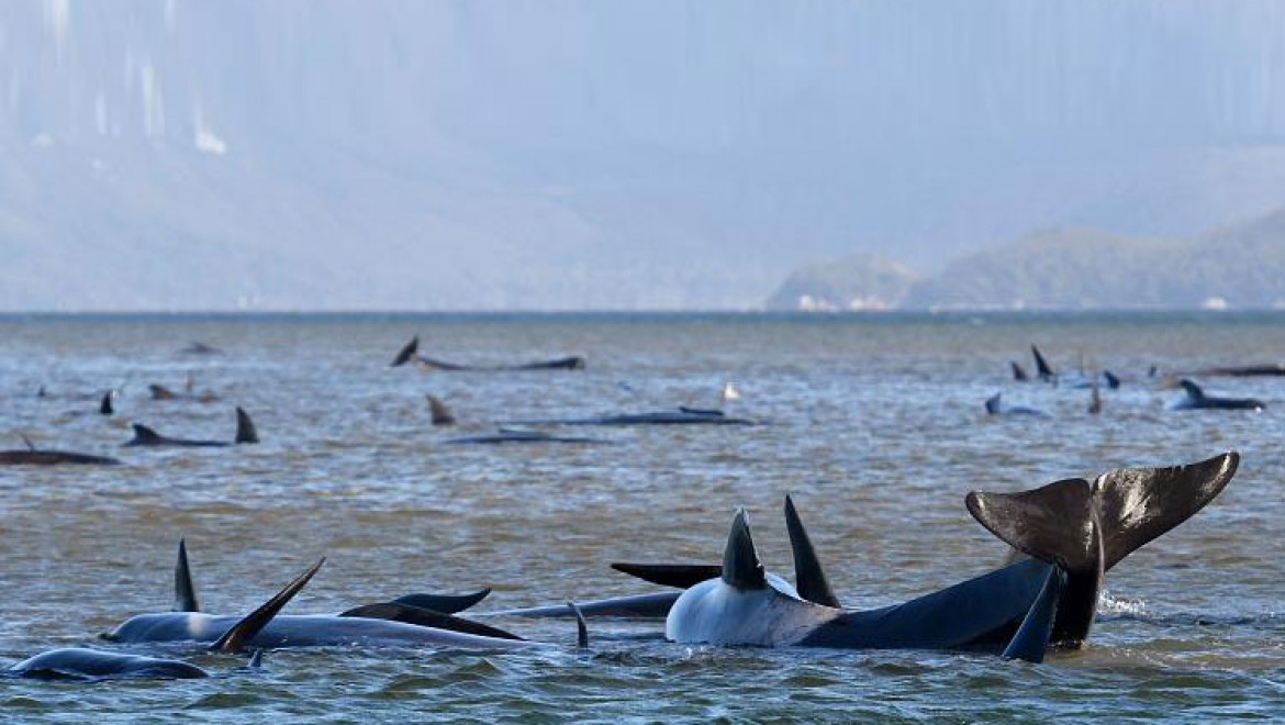 275 balina sığ sularda mahsur