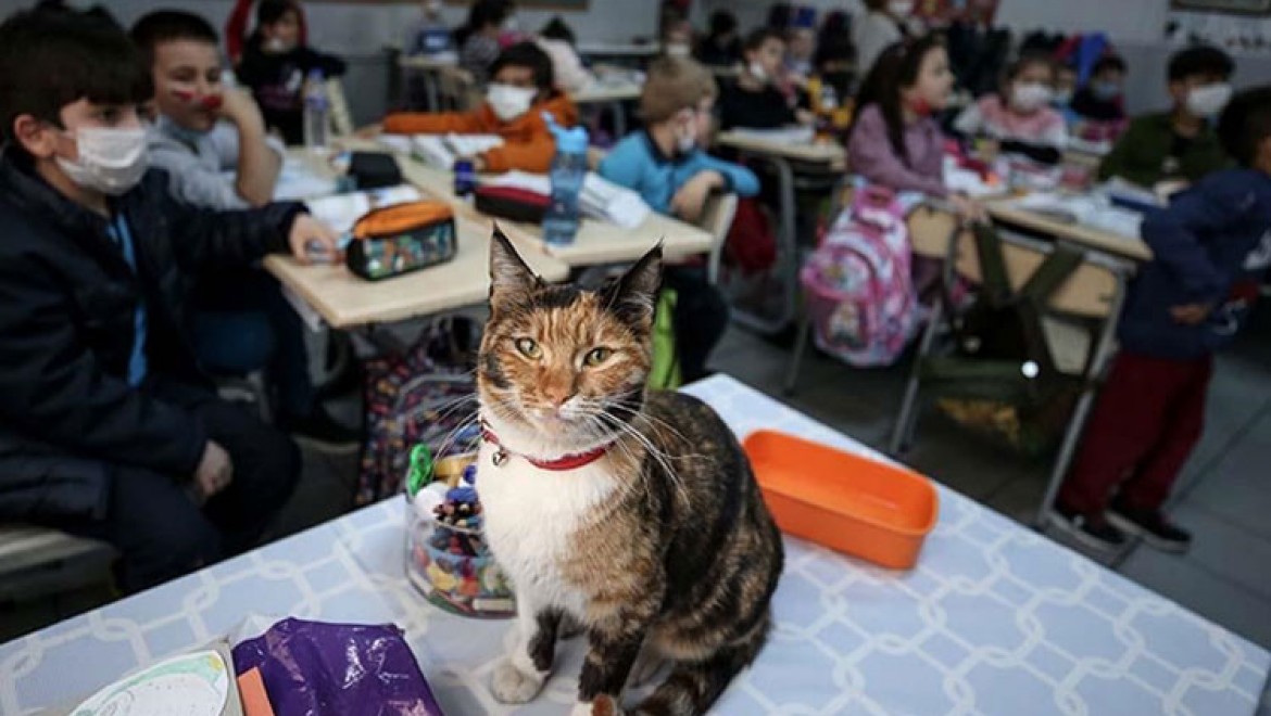 Kedi 'Karamel' soğuktan sığındığı okulun maskotu oldu
