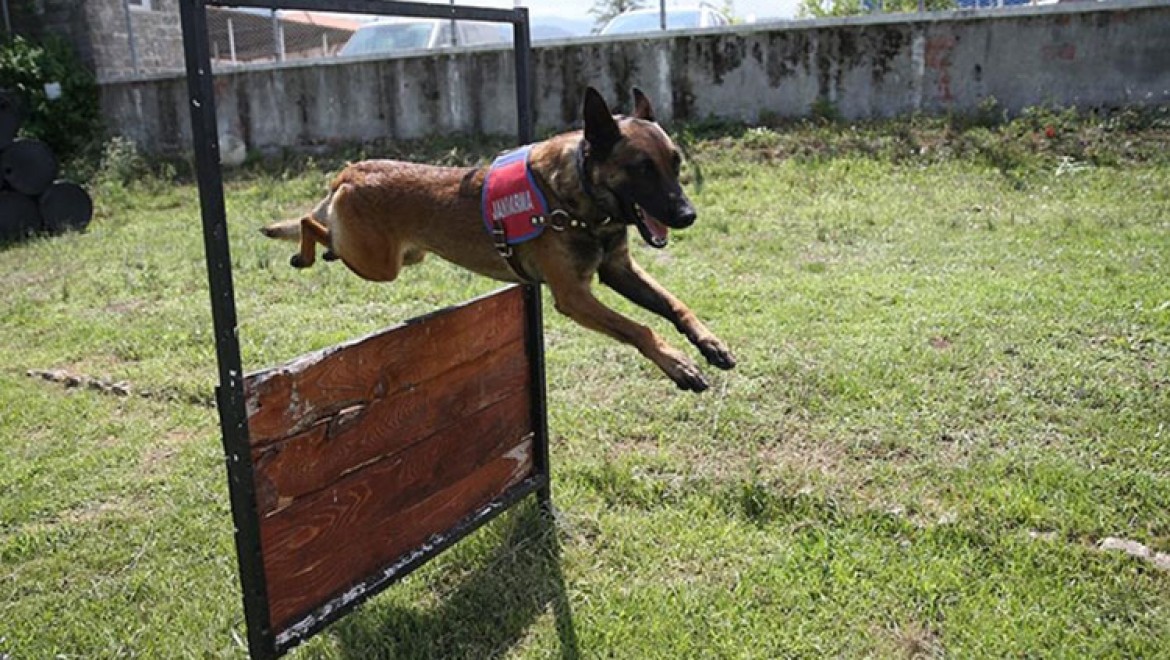 Jandarma köpekleri 'Tonya' ve 'Barut' suçlulara göz açtırmıyor