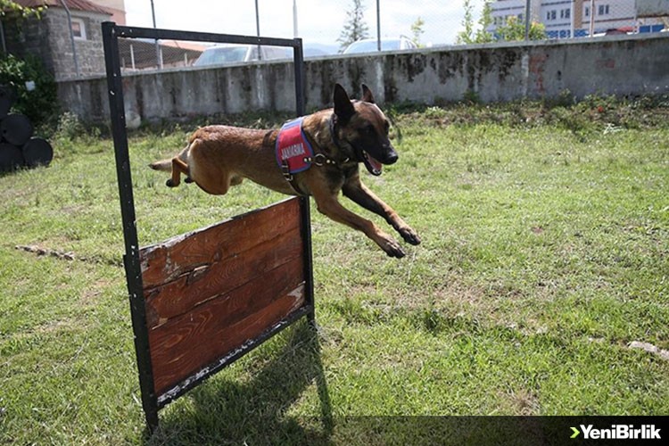 Jandarma köpekleri 'Tonya' ve 'Barut' suçlulara göz açtırmıyor