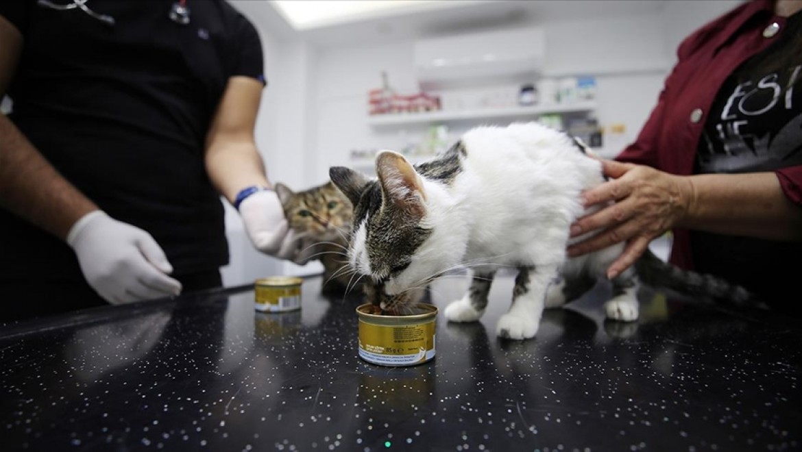 Öğretmenin sahiplendiği sokak kedisi 'Nazlı'ya kardeşi 'Çakıl'dan kan nakli yapıldı