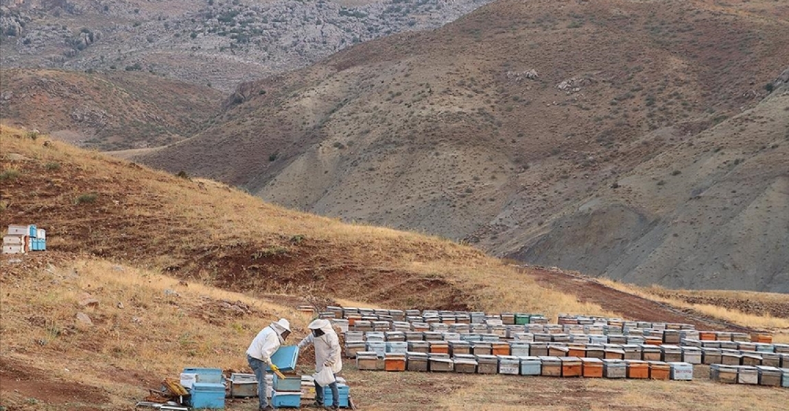 2047 rakımlı Çemikari Yaylası'nda üretilen tescilli balda hasat başladı