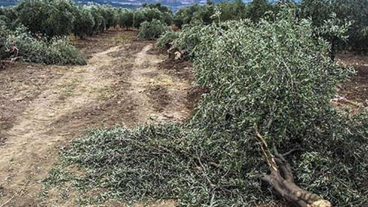e-Poliçe ile yılda 21 bin ağacın kesilmesi önlenecek