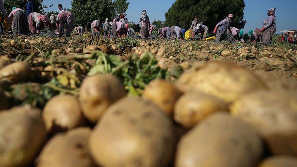 "Türkiye patates üretiminde dünyada ilk 10'da"