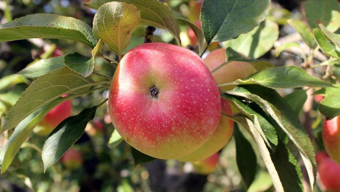 Amasya elmasının 48 farklı türü koruma altına alındı