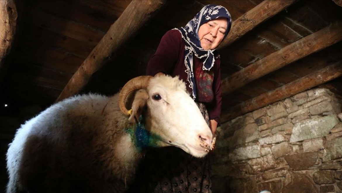 Bolu'da kurtların saldırısı sonucu 21 koyun telef oldu