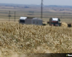 Mardin Ovası'nda 1,5 milyon ton buğday rekoltesi bekleniyor
