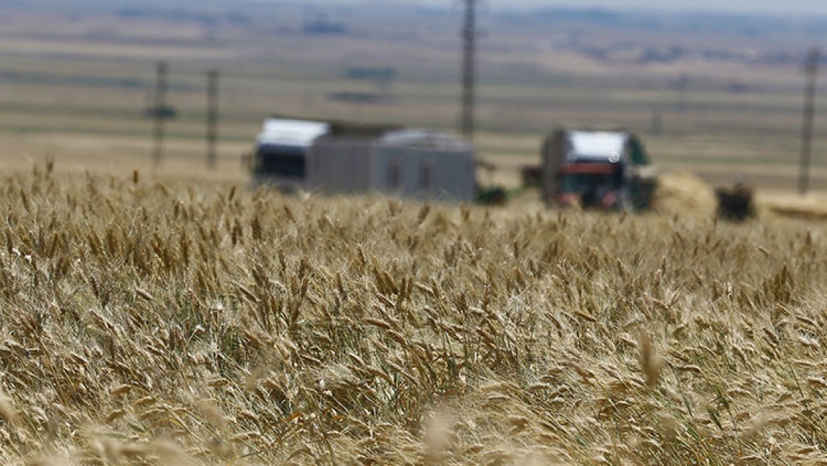 Mardin Ovası'nda 1,5 milyon ton buğday rekoltesi bekleniyor