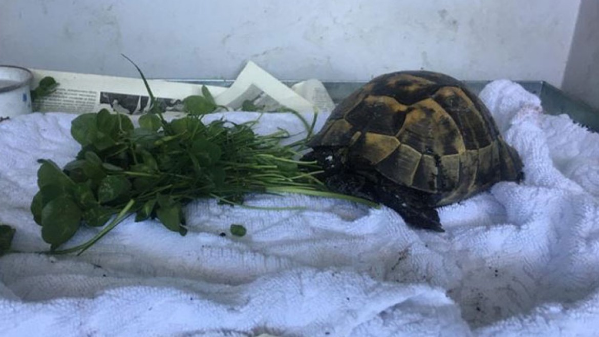 Zifte batmış halde bulunan kaplumbağa hayata döndürüldü