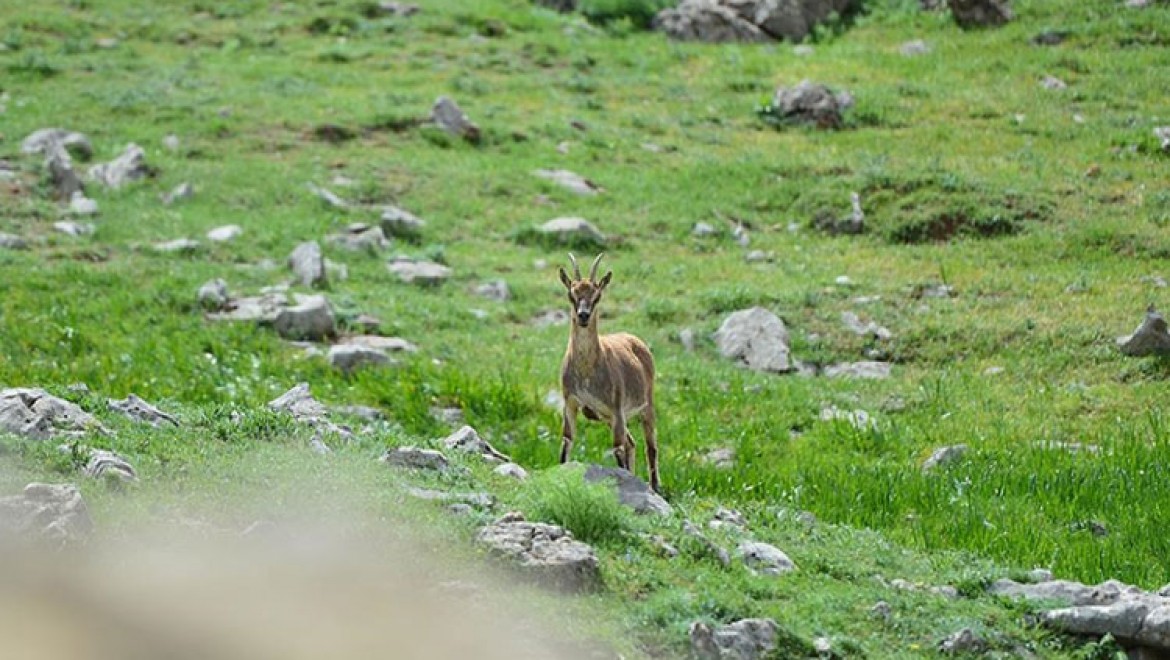 Koruma altındaki yaban keçileri Tunceli dağlarına güzellik katıyor